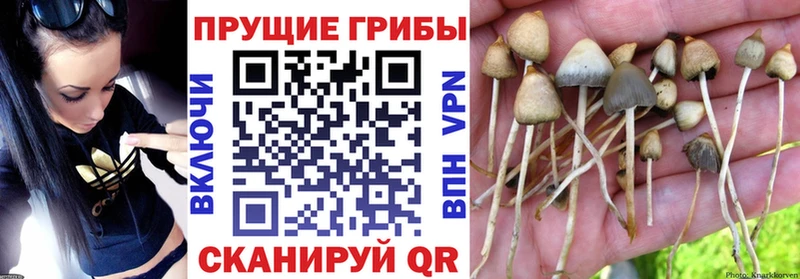 KRAKEN ONION  Троицк  Галлюциногенные грибы мицелий 